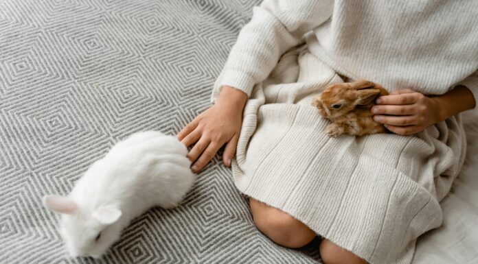 Кращі породи декоративних кроликів для домашнього утримання