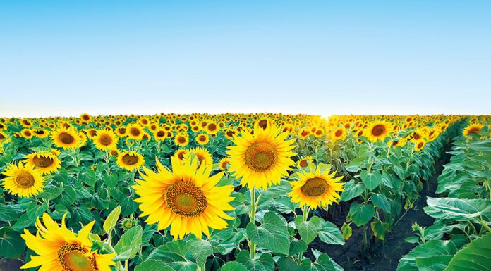 Ґрунтові гербіциди для соняшника: які препарати забезпечать високий врожай