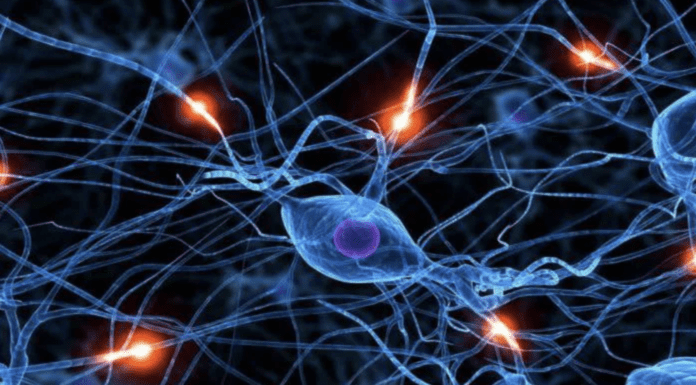 Нейромедіатори: як хімія мозку керує нашими емоціями та здоров’ям