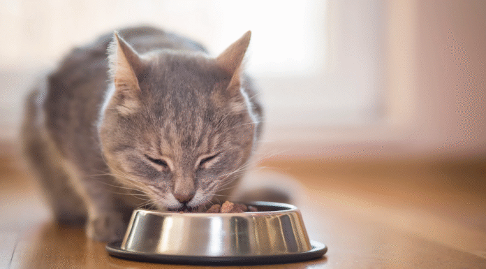 Корм для кішок: топ помилок, яких варто уникати турботливим власникам